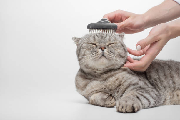 Cat Grooming