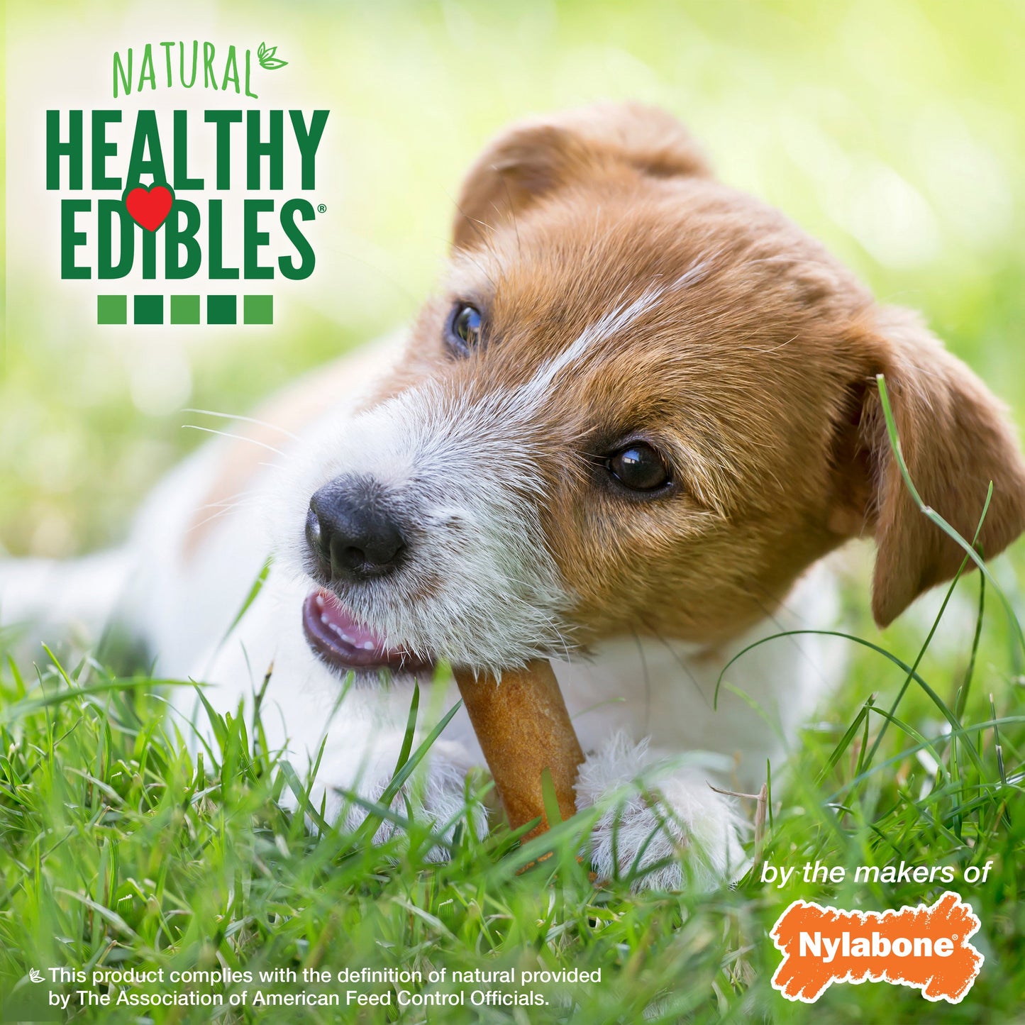 Nylabone Healthy Edibles AllNatural Long Lasting Bacon Chew Treats Bacon, SMall/Regular  Up To 25 Ibs. 1 ct