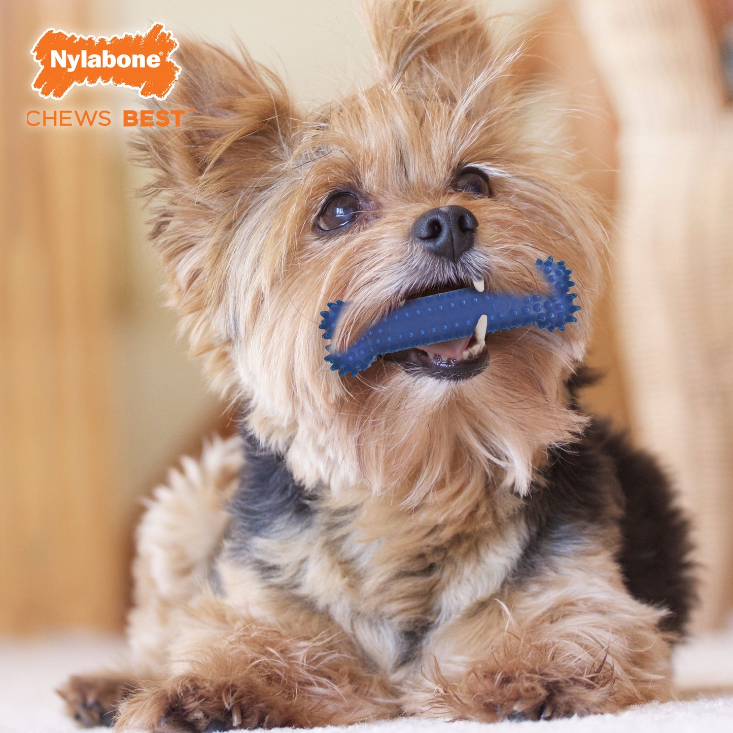 Nylabone Moderate Chew Textured Dog Dental Chew Toy Chicken 1ea/SMall/Regular - Up To 25 Ibs.