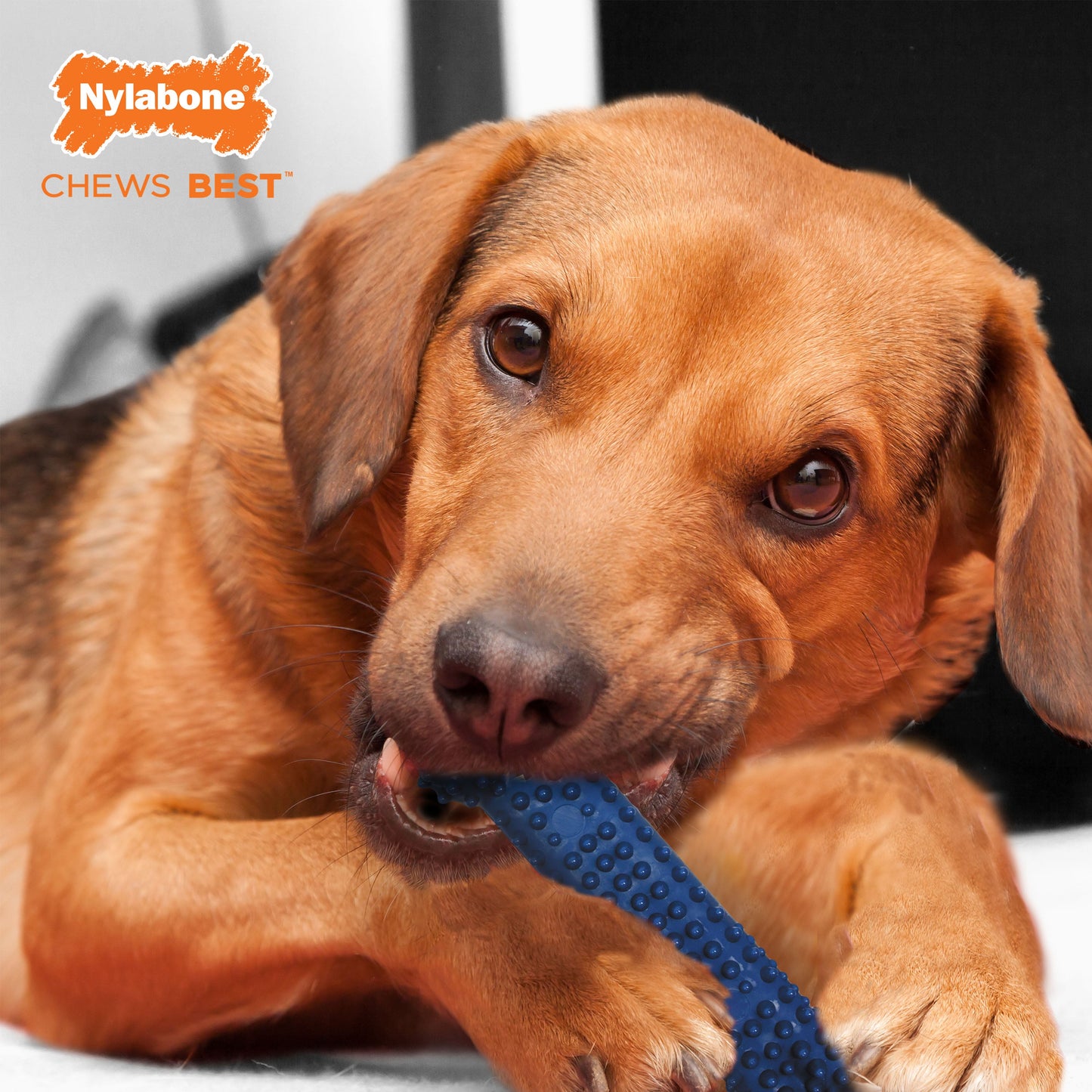 Nylabone Moderate Chew Textured Dog Dental Chew Toy Chicken 1ea/Medium/Wolf - Up To 35 lb