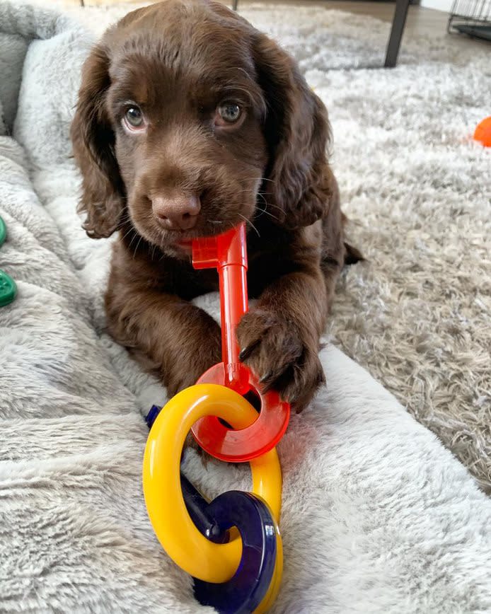 Nylabone Just for Puppies Teething Chew Toy Keys Chew Toy Keys Bacon 1ea/SMall/Regular - Up To 25 Ibs.