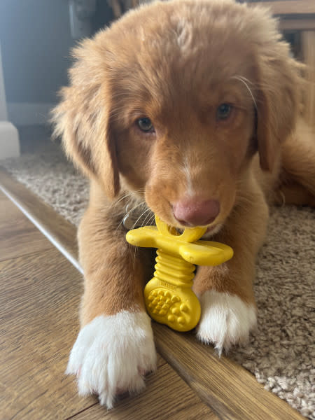 Nylabone Puppy Rubber Teethers Rubber Teether Vanilla Yellow 1ea/SMall/Regular - Up To 25 Ibs.