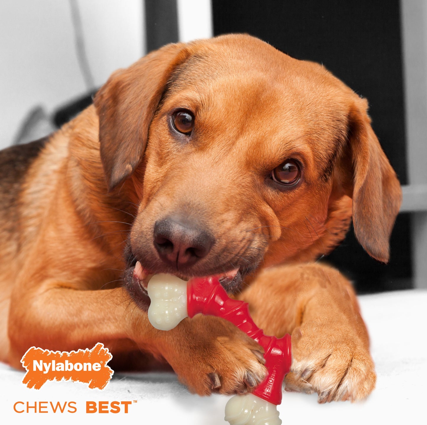 Nylabone Power Chew Double Bone Bacon Dog Chew Toy Peanut Butter 1ea/Medium/Wolf - Up To 35 lb