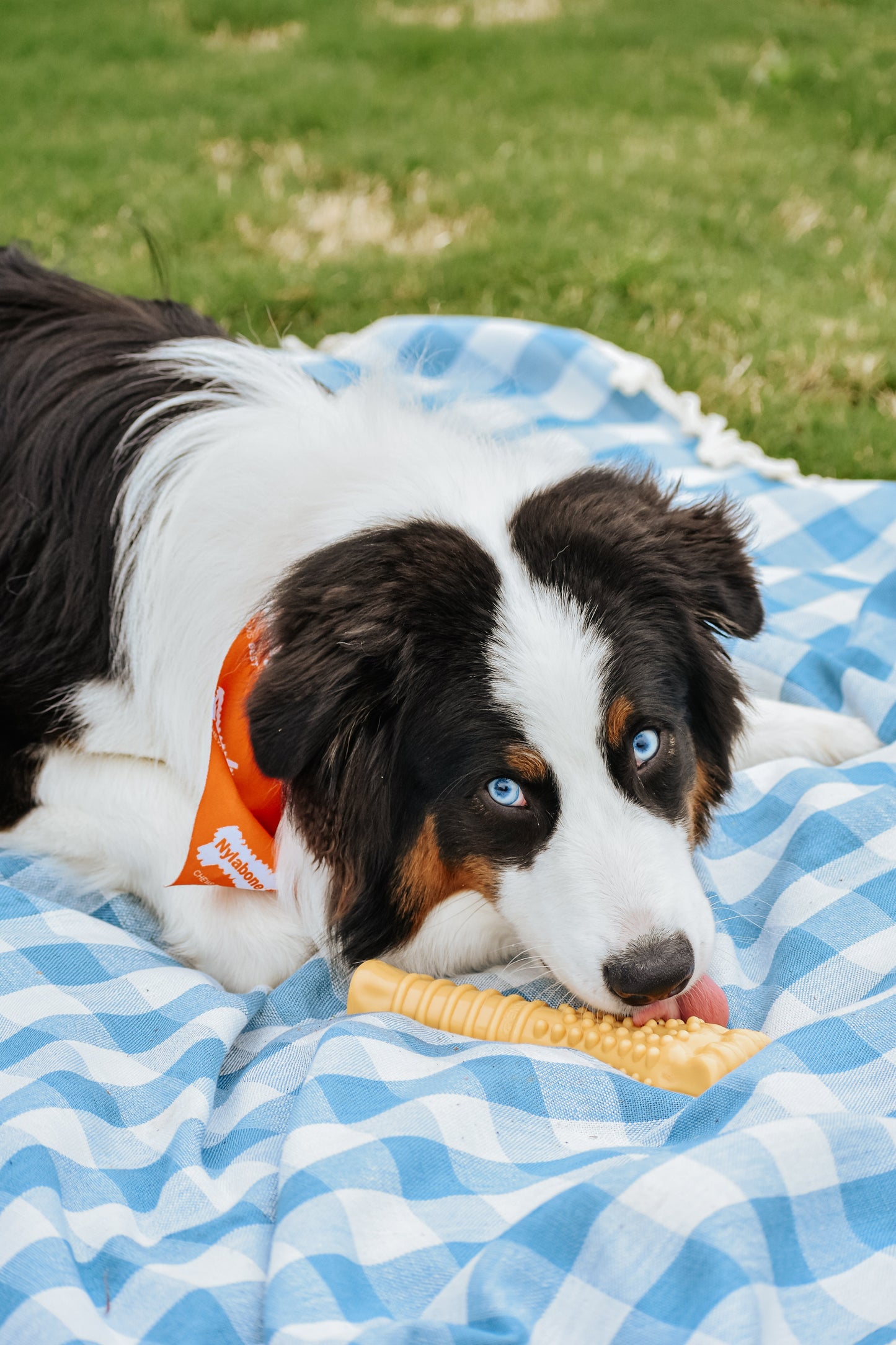 Nylabone Power Chew Dog Toy Peanut Butter 1ea/XL/Souper - 50+ lb