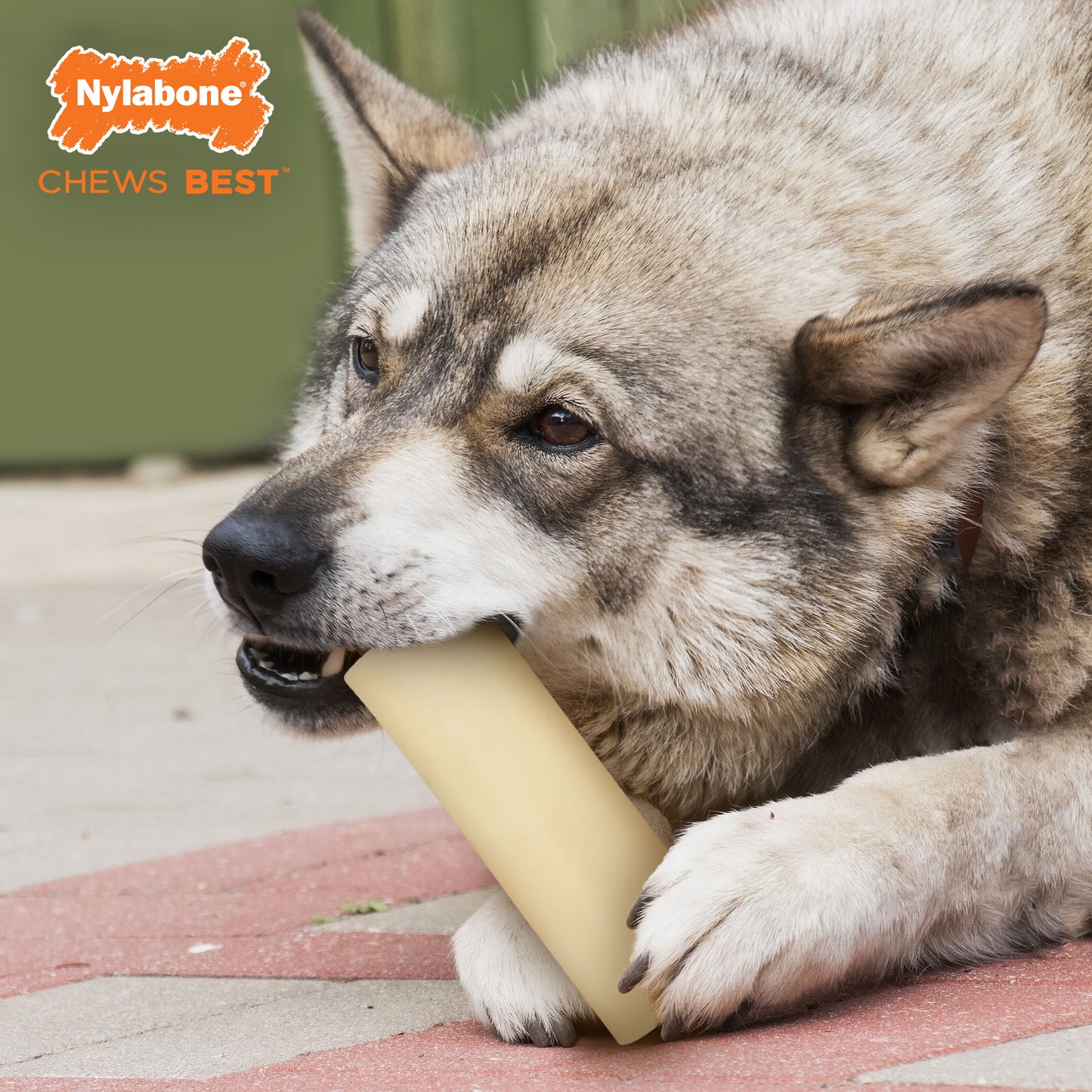 Nylabone Power Chew Giant Marrow Bone Alternative Beef Flavor Dog Chew Toy Beef 1ea/Large/Giant - Up To 50 lb