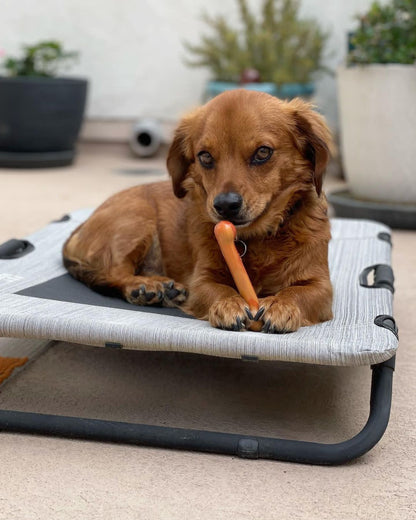 Nylabone Flavor Frenzy Power Chew Triple Pack Pancakes & Sausage, Roast Beef Club, & Lasagna 1ea/XS/Petite - Up To 15 lb