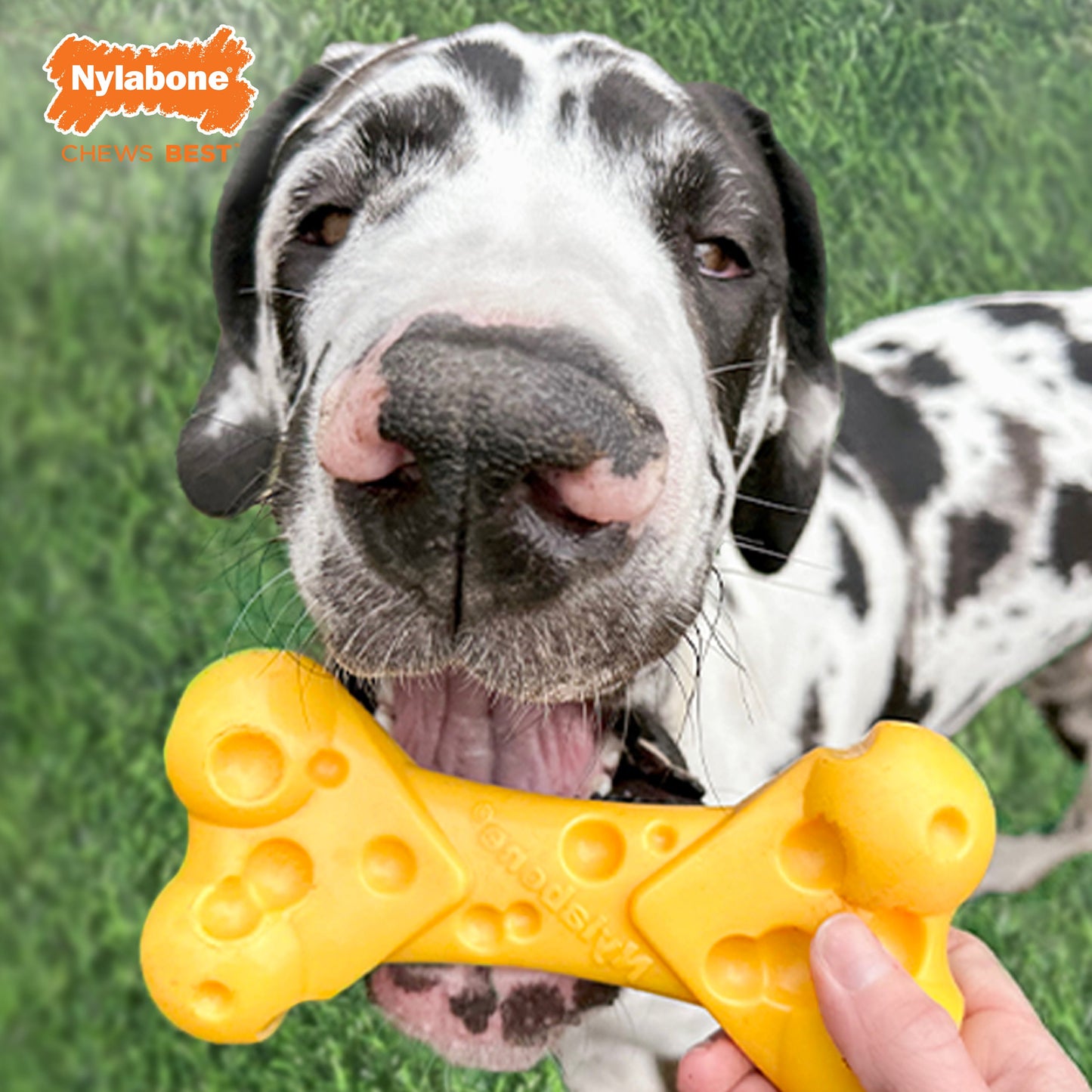 Nylabone Power Chew Cheese Dog Toy Cheese 1ea/XL/Souper - 50+ lb