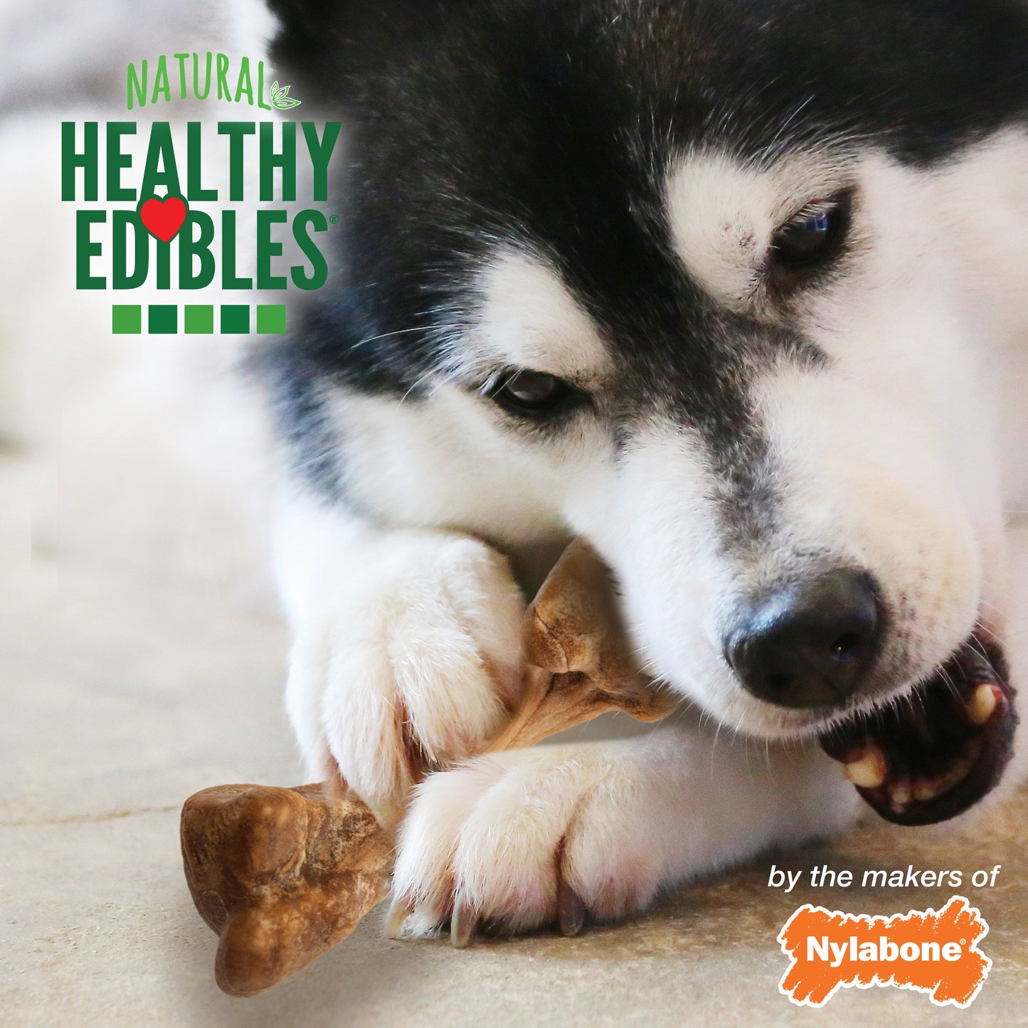 Nylabone Healthy Edibles Broth Bone Natural Dog Treats 16 count, Regular  Up To 25 Ibs.