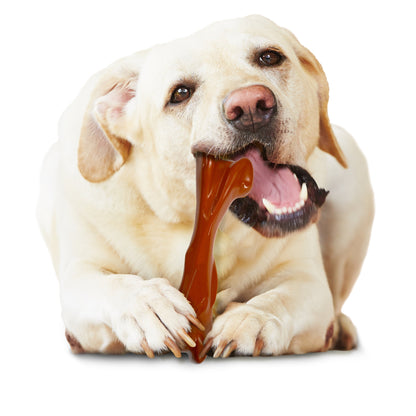 Nylabone Power Chew Bison Bone Alternative Nylon Chew Toy Bison 1ea/Large/Giant - Up To 50 lb