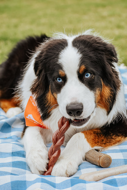 Nylabone Power Chew Braided Bully Stick Alternative Chew Toy Bully Stick 1ea/Large/Giant - Up To 50 lb