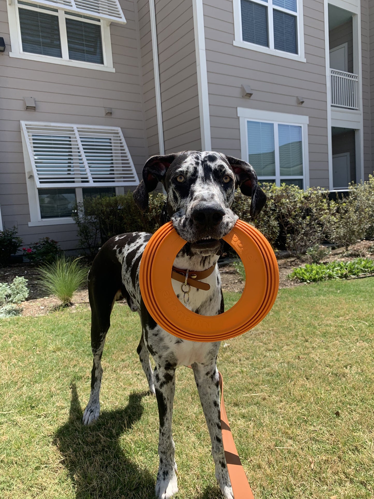 Nylabone Power Play Super Flyer Gripz Disc for Dogs 1ea