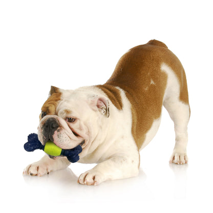 Nylabone Power Play Tennis Play 'n Fetch Interactive Dog Toy 1ea