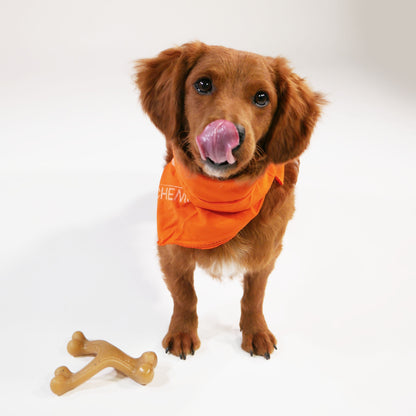 Nylabone Gourmet Style Strong Wishbone Dog Chew Toy Chicken 1ea/SMall/Regular - Up To 25 Ibs.