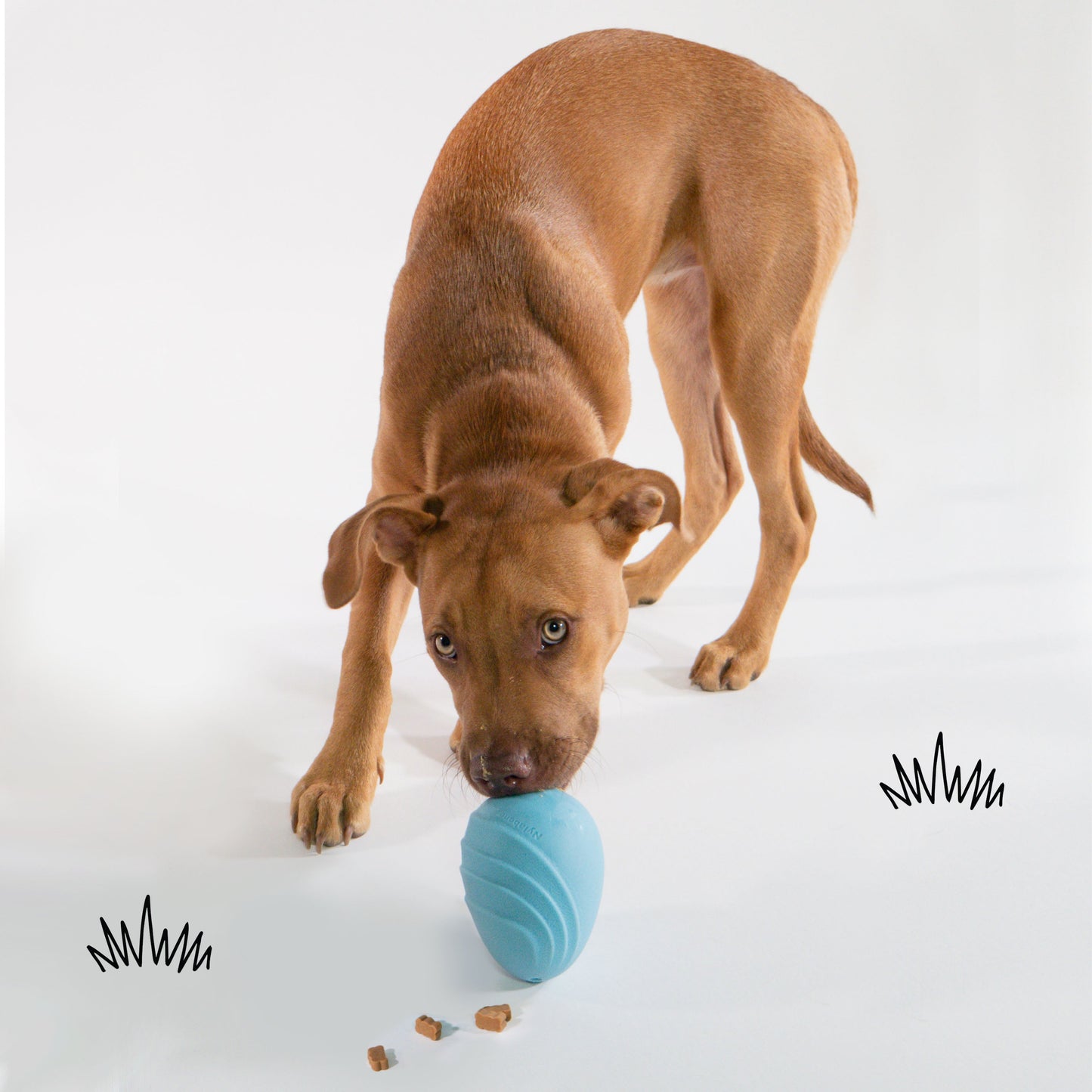 Nylabone Creative Play Eggi Dog Treat Toy Blue 1ea/Large/Giant - Up To 50 lb