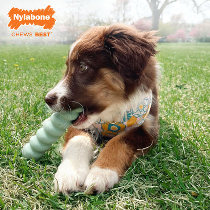 Nylabone Sensory Material Puppy Teething Stick Peanut Butter, 1ea/ Small/Regular - Up To 25 Ibs.