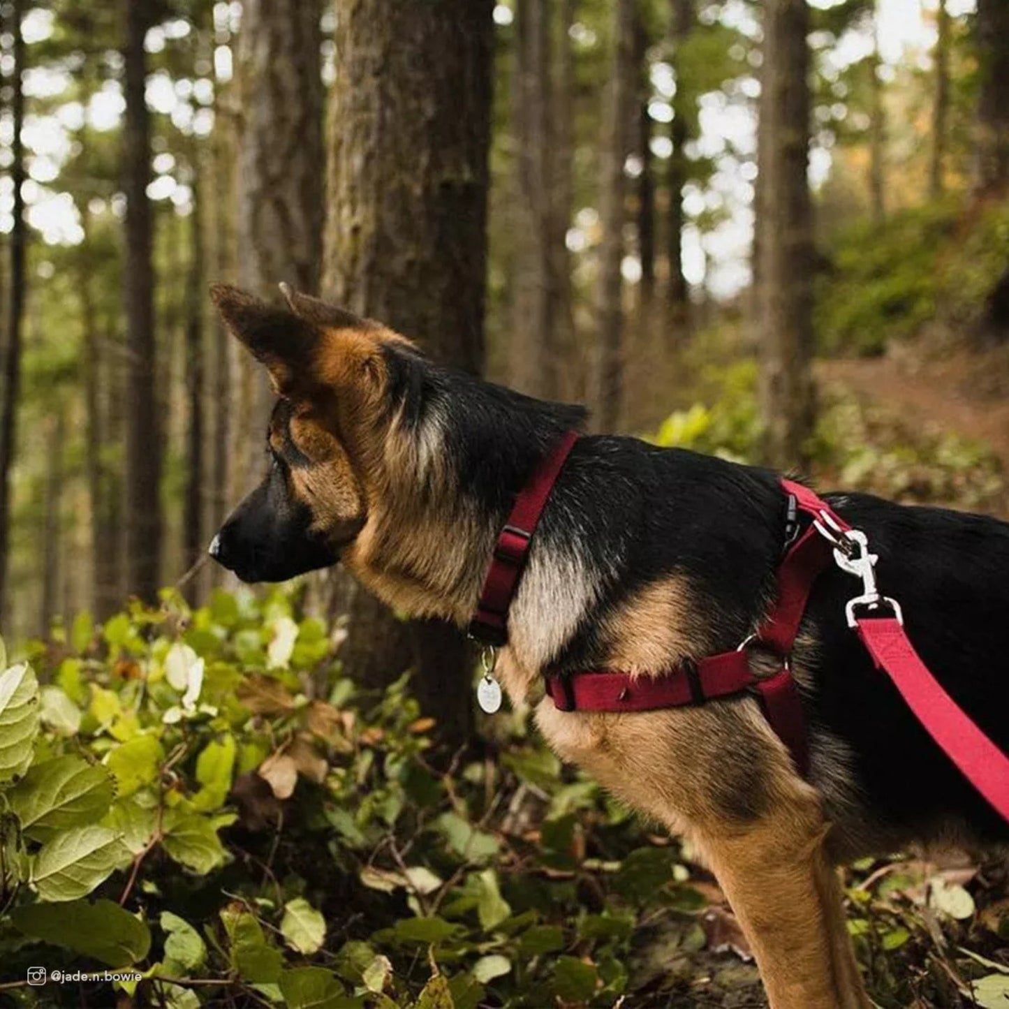 Earth Soy Adjustable Dog Collar Cranberry 1ea/5/8 In X 8-12 in