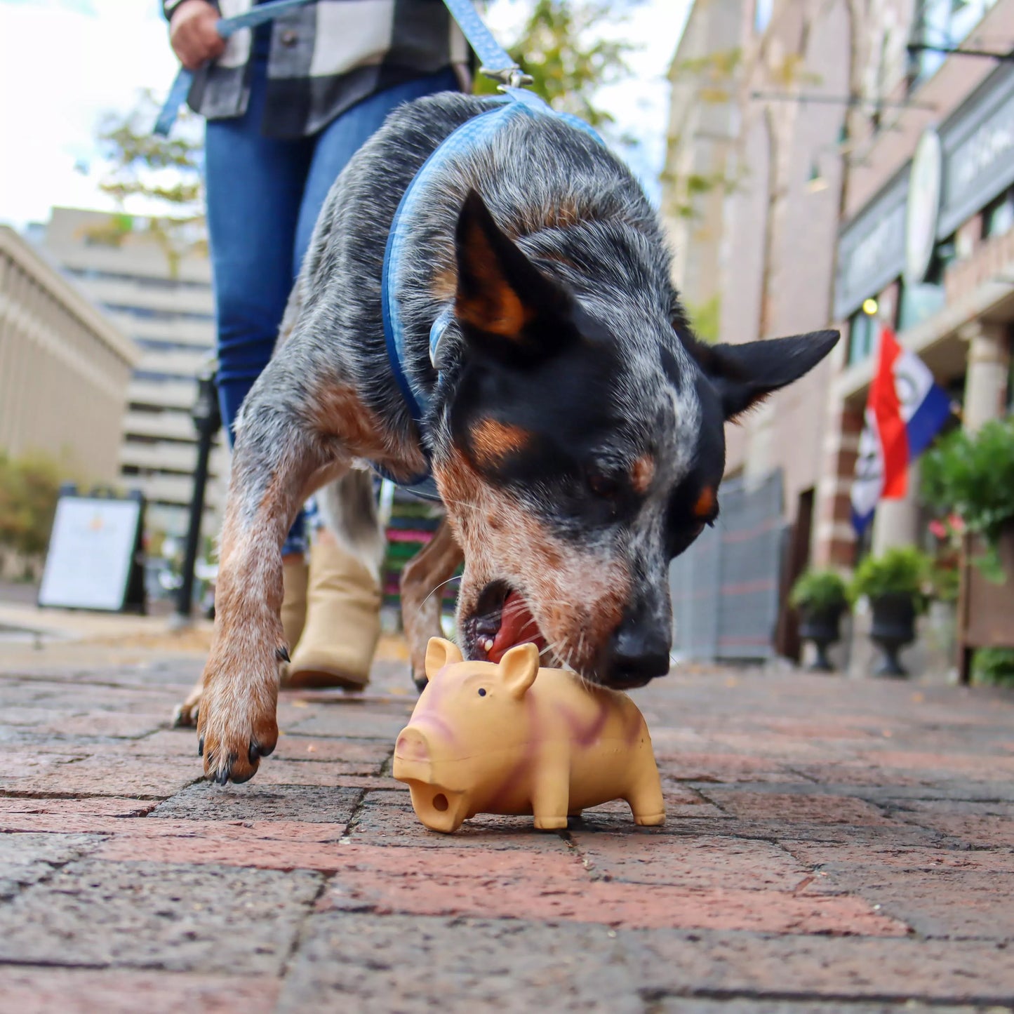 Coastal Pet Rascal Grunt Toys Big Head Bull 7"